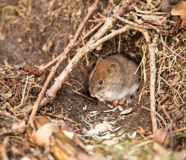 Bank vole (Clethrionomys glareolus) sits in front of mouse hole and nibbles on sunflower seeds