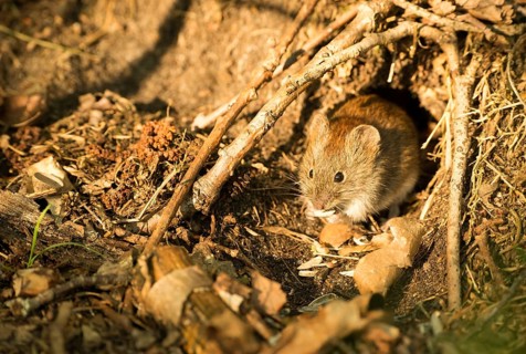 Bank vole (Clethrionomys glareolus) sits in front of her mouse hole and nibbles