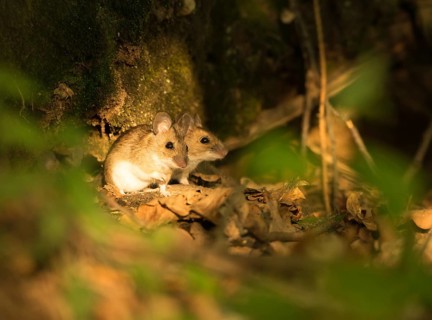 Two Yellow-necked mice (Apodemus flavicollis) sitting on forest ground