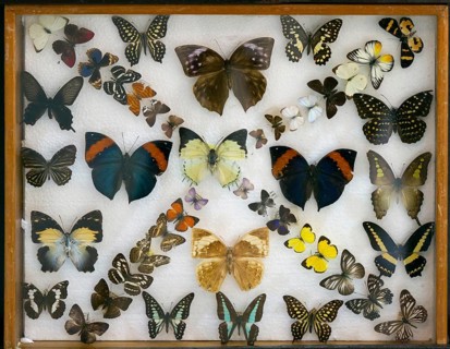 Various tropical butterflies in display case