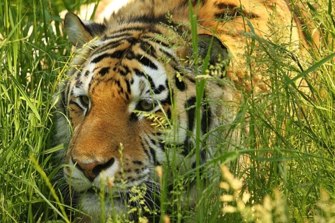 Siberian tiger (Panthera tigris altaica)