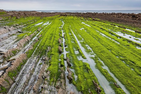 Flysch