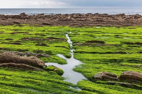 Flysch