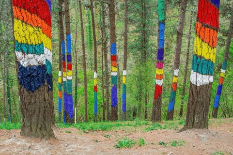 Painted tree trunks