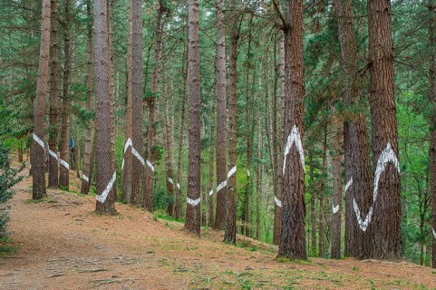 Painted tree trunks