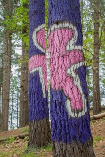 Painted tree trunks
