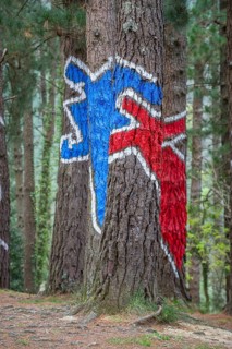Painted tree trunks