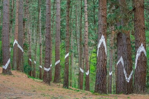 Painted tree trunks