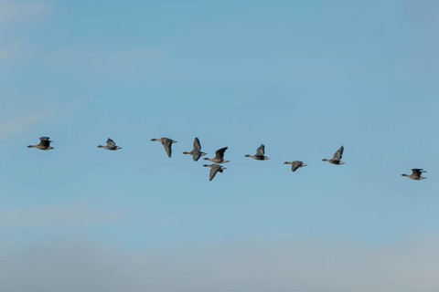 Pink-footed geese (Anser brachyrhynchus) in flight