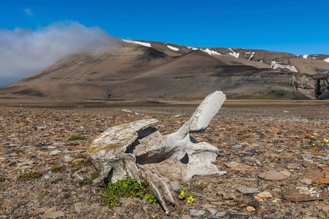 Coastline with whale bones at Diskobukta