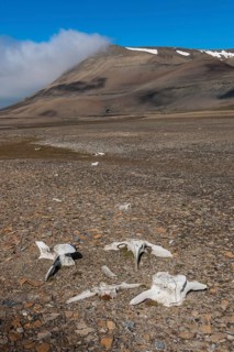 Coastline with whale bones at Diskobukta