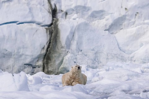 Polar bear (Ursus maritimus) resting on ice floe in front of glacier wall