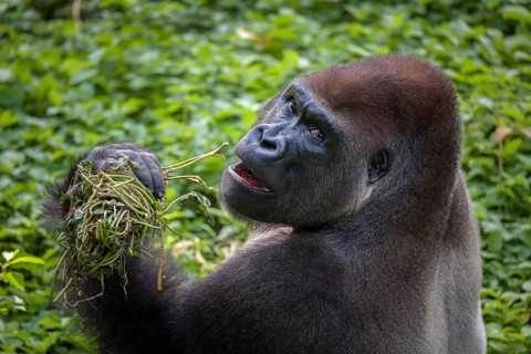 Western lowland gorilla (Gorilla gorilla gorilla)