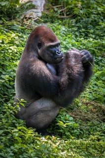 Western lowland gorilla (Gorilla gorilla gorilla)