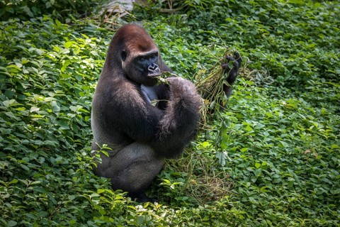 Western lowland gorilla (Gorilla gorilla gorilla)