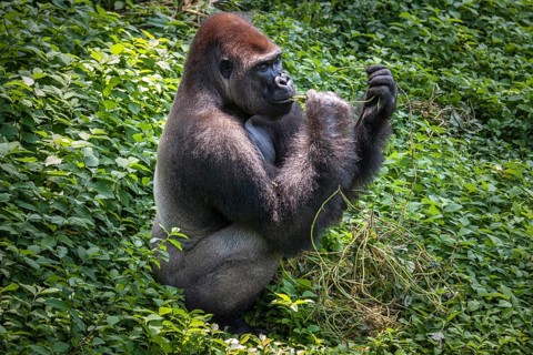 Western lowland gorilla (Gorilla gorilla gorilla)