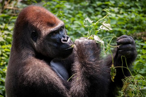 Western lowland gorilla (Gorilla gorilla gorilla)
