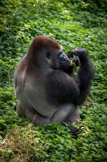 Western lowland gorilla (Gorilla gorilla gorilla)