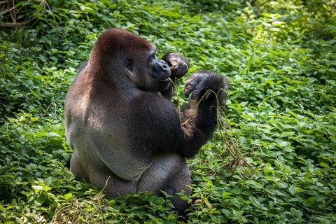 Western lowland gorilla (Gorilla gorilla gorilla)