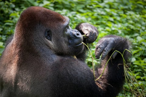 Western lowland gorilla (Gorilla gorilla gorilla)