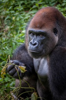 Western lowland gorilla (Gorilla gorilla gorilla)