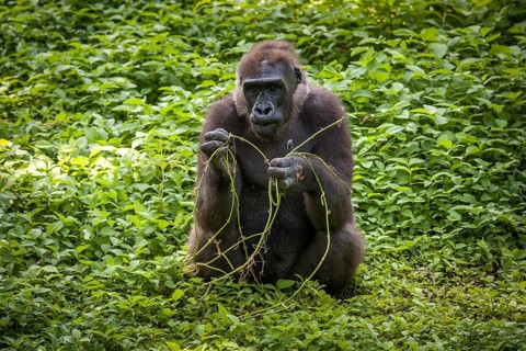 Western Lowland Gorilla (Gorilla gorilla gorilla)