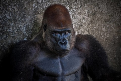 Western lowland gorilla (Gorilla gorilla gorilla)