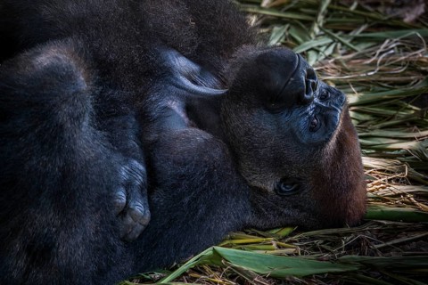 Western Lowland Gorilla (Gorilla gorilla gorilla)