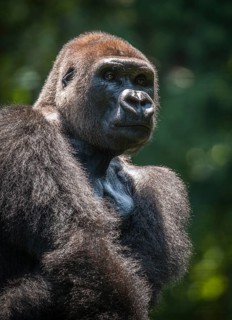 Western lowland gorilla (Gorilla gorilla gorilla)