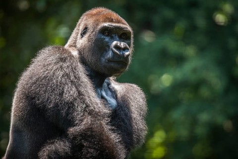 Western lowland gorilla (Gorilla gorilla gorilla)