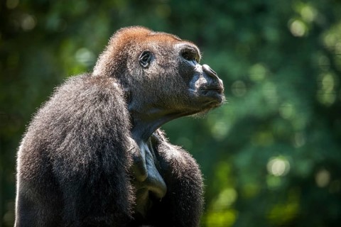 Western lowland gorilla (Gorilla gorilla gorilla)