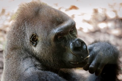 Western lowland gorilla (Gorilla gorilla gorilla)