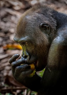 Western Lowland Gorilla (Gorilla gorilla gorilla)