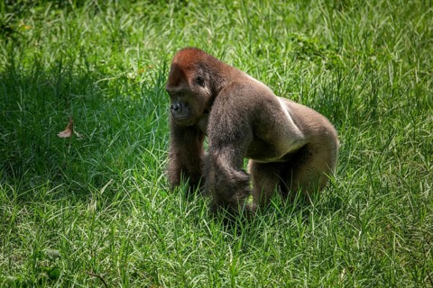 Western lowland gorilla (Gorilla gorilla gorilla)