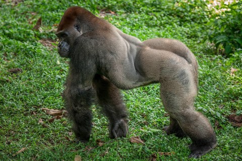 Western lowland gorilla (Gorilla gorilla gorilla)