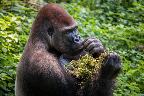 Western lowland gorilla (Gorilla gorilla gorilla)