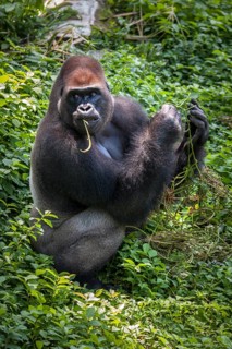 Western lowland gorilla (Gorilla gorilla gorilla)