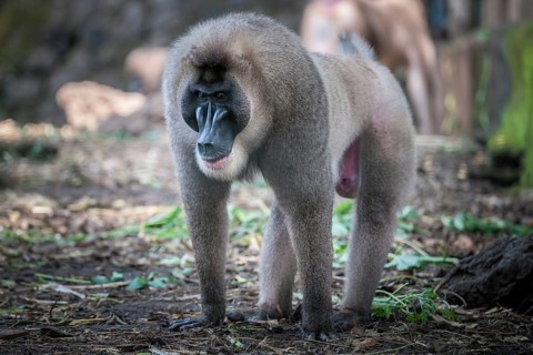 Drill (Mandrillus leucophaeus)