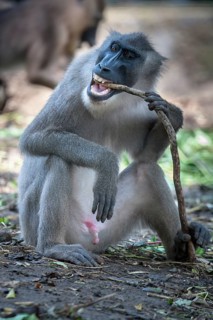 Drill (Mandrillus leucophaeus)
