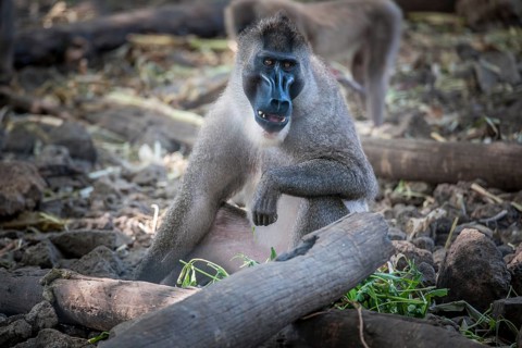 Drill (Mandrillus leucophaeus)