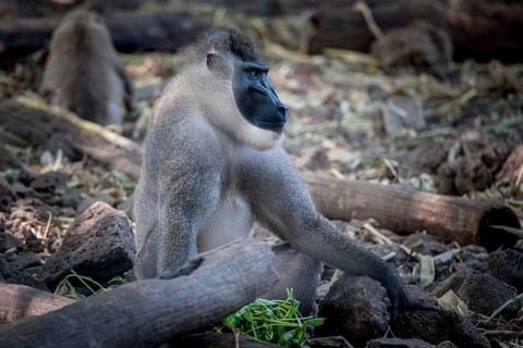 Drill (Mandrillus leucophaeus)