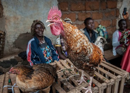 Rooster for sale