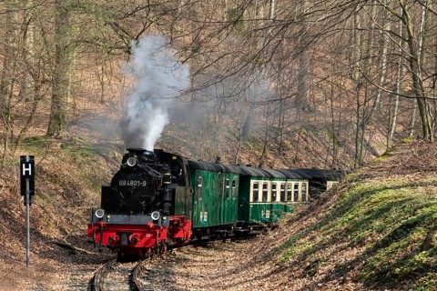 Narrow-gauge railway Rasender Roland drives steaming through deciduous forest in spring