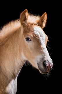 Haflinger Foal stallion
