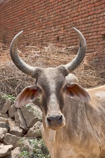 Zebu or hump cattle (Bos primigenius indicus) on the road