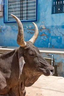 Zebu or hump cattle (Bos primigenius indicus) on the road