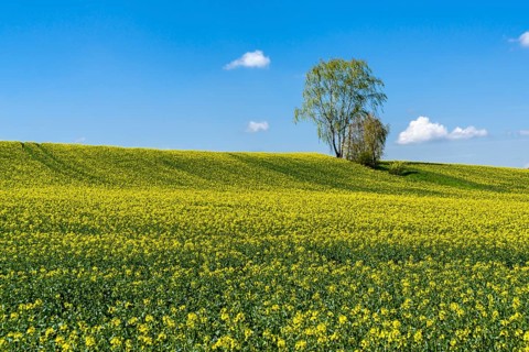 Agricultural landscape with rapeseed field