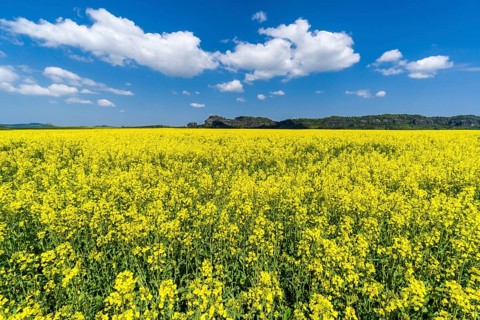 Agricultural landscape with rapeseed field and cloudy blue sky