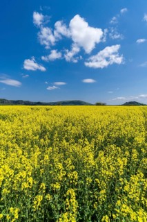 Agricultural landscape with rapeseed field and cloudy blue sky