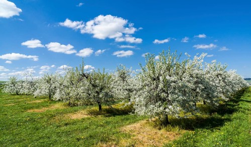 Rows of blooming apple trees in a plantation